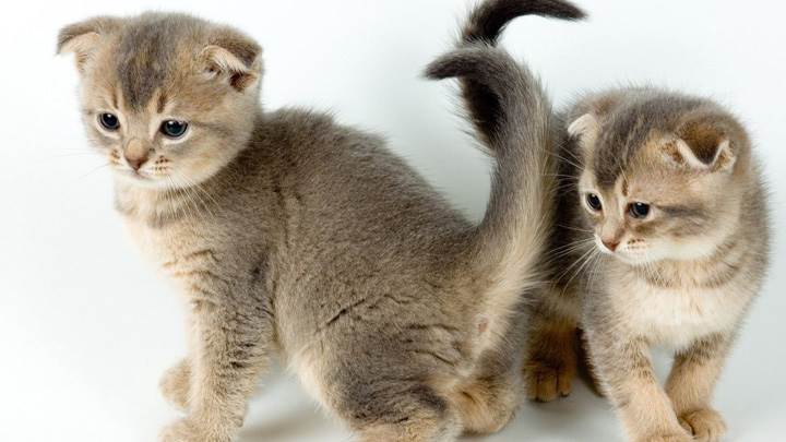 2 Little Cats Looking For Something